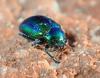 Chrysolina fastuosa